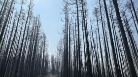 A stand of conifers burned in the Miller Peak Fire southeast of Missoula.