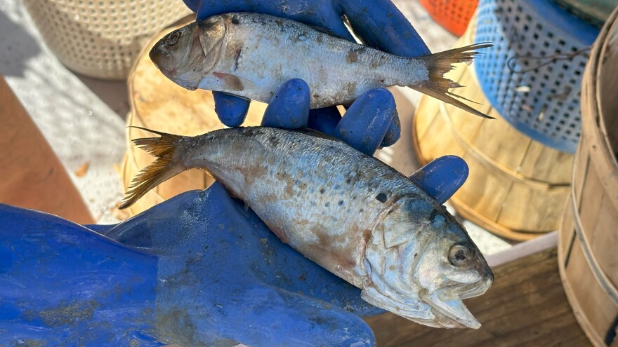 Menhaden Hafner 2023