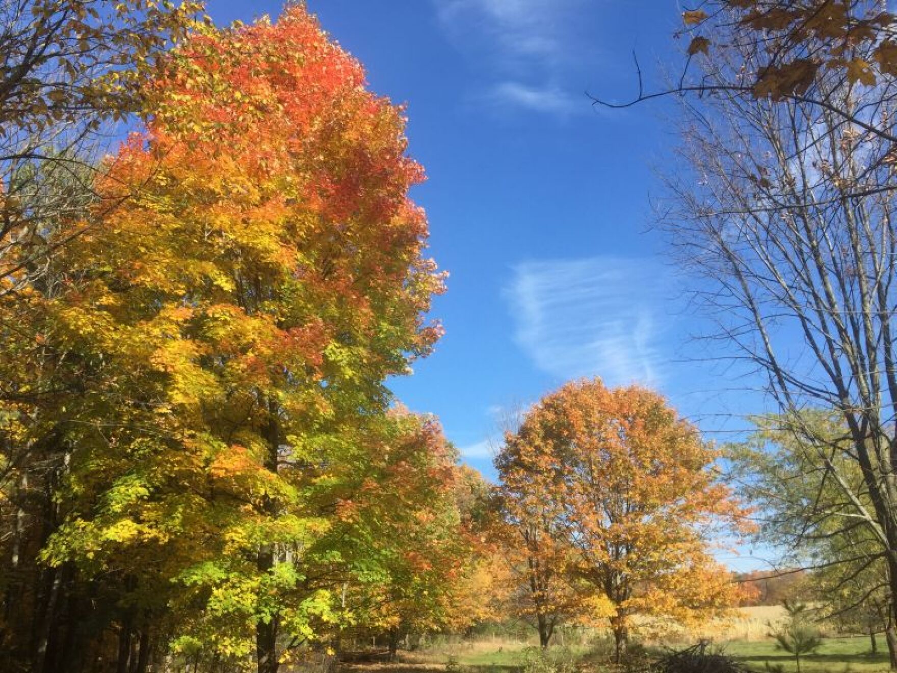 Vermont Leaves Changing 2025