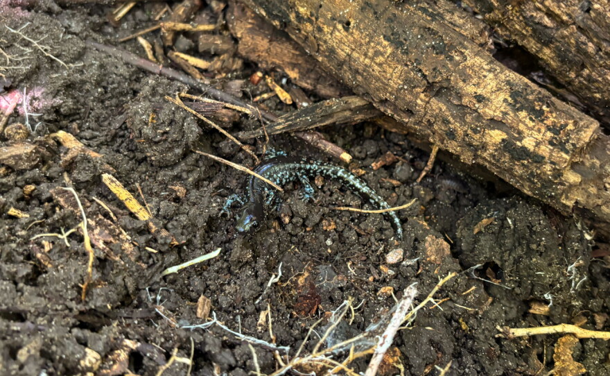 A dark, small, salamander blends into soil and sticks.