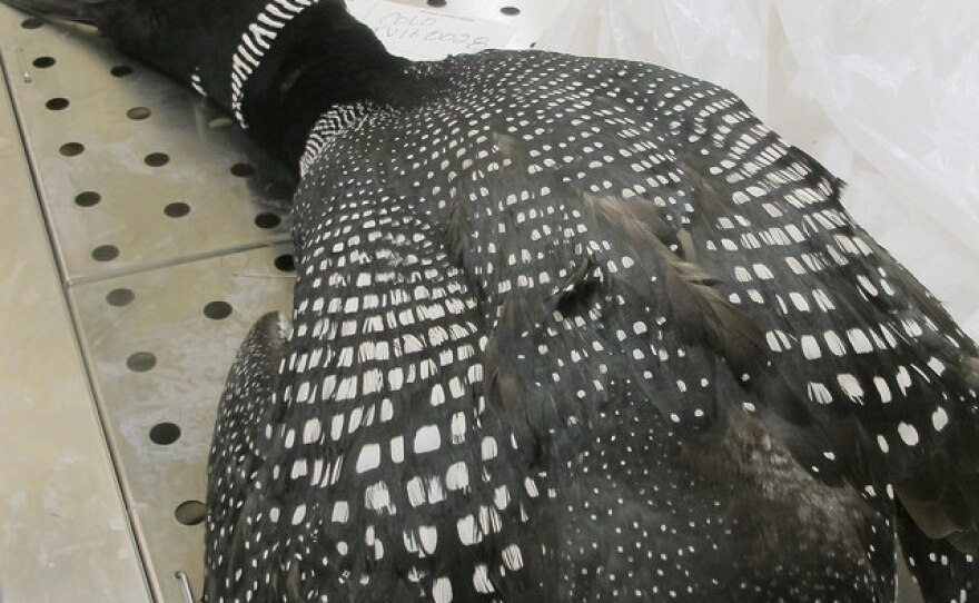 Dead Loon on Necropsy Table at BRI