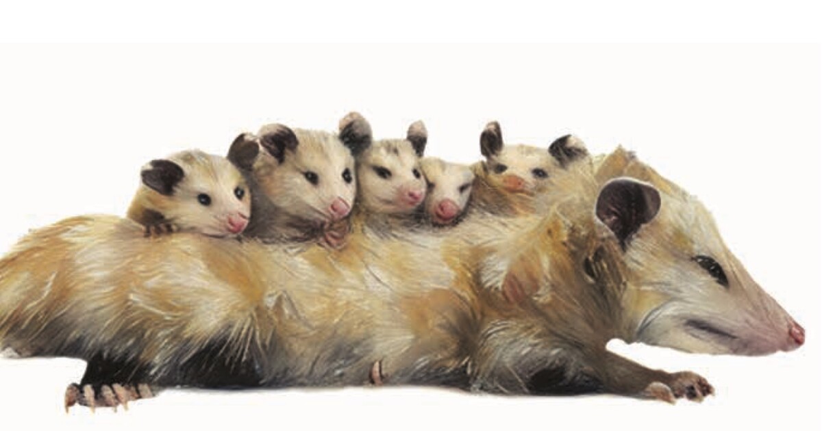 Pittsburgh author profiles the continent's 'least understood animals'