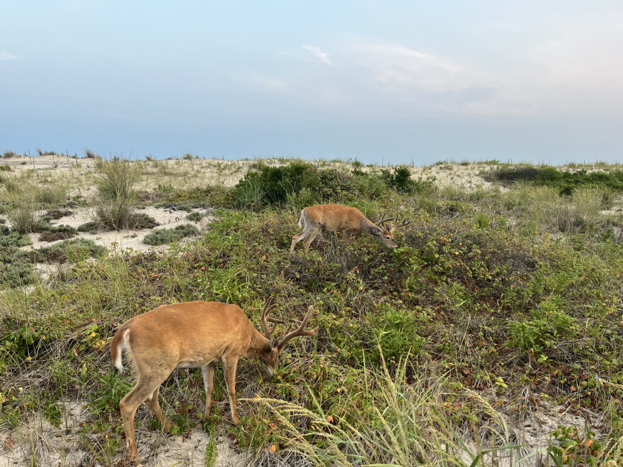 White-tailed deer in Robert Moses State Park — Babylon, N.Y.