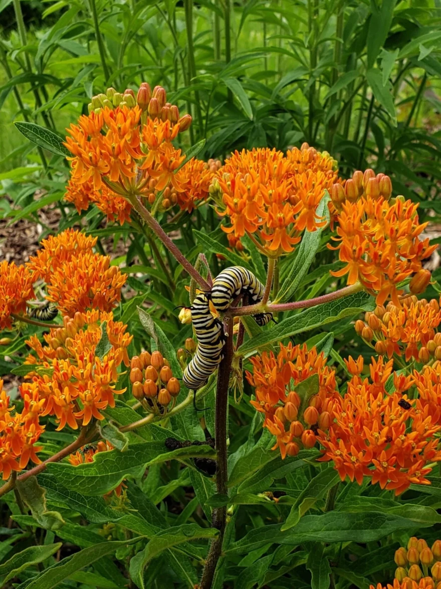 A bright orange flowering shrub with two striped caterpillars on the stem.