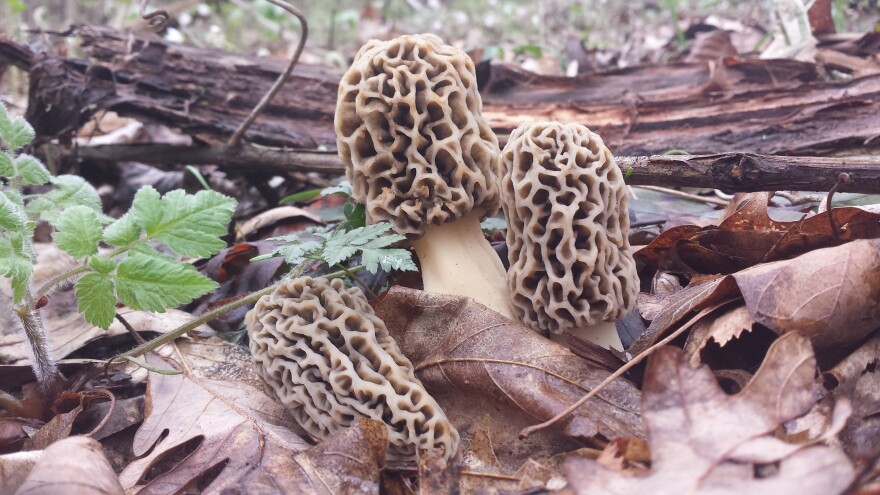 Morels growing near a dying elm tree in southeastern Ohio.