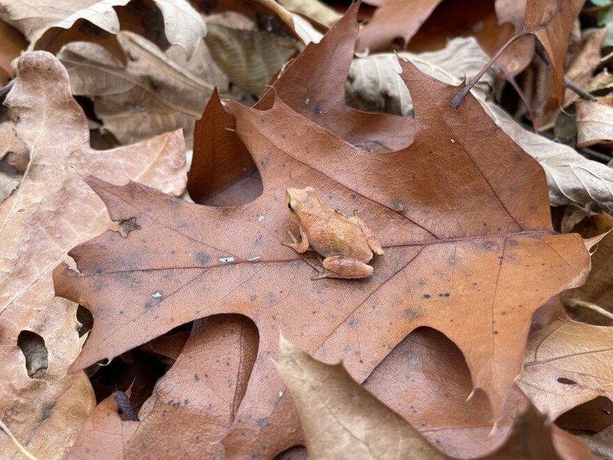 A frog called a spring peeper sits on a leaf during fall. 