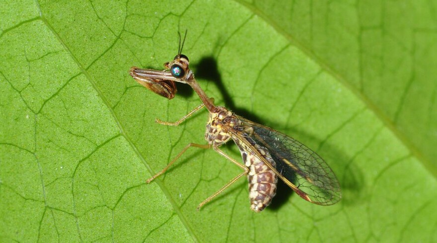 A Mantis Fly.