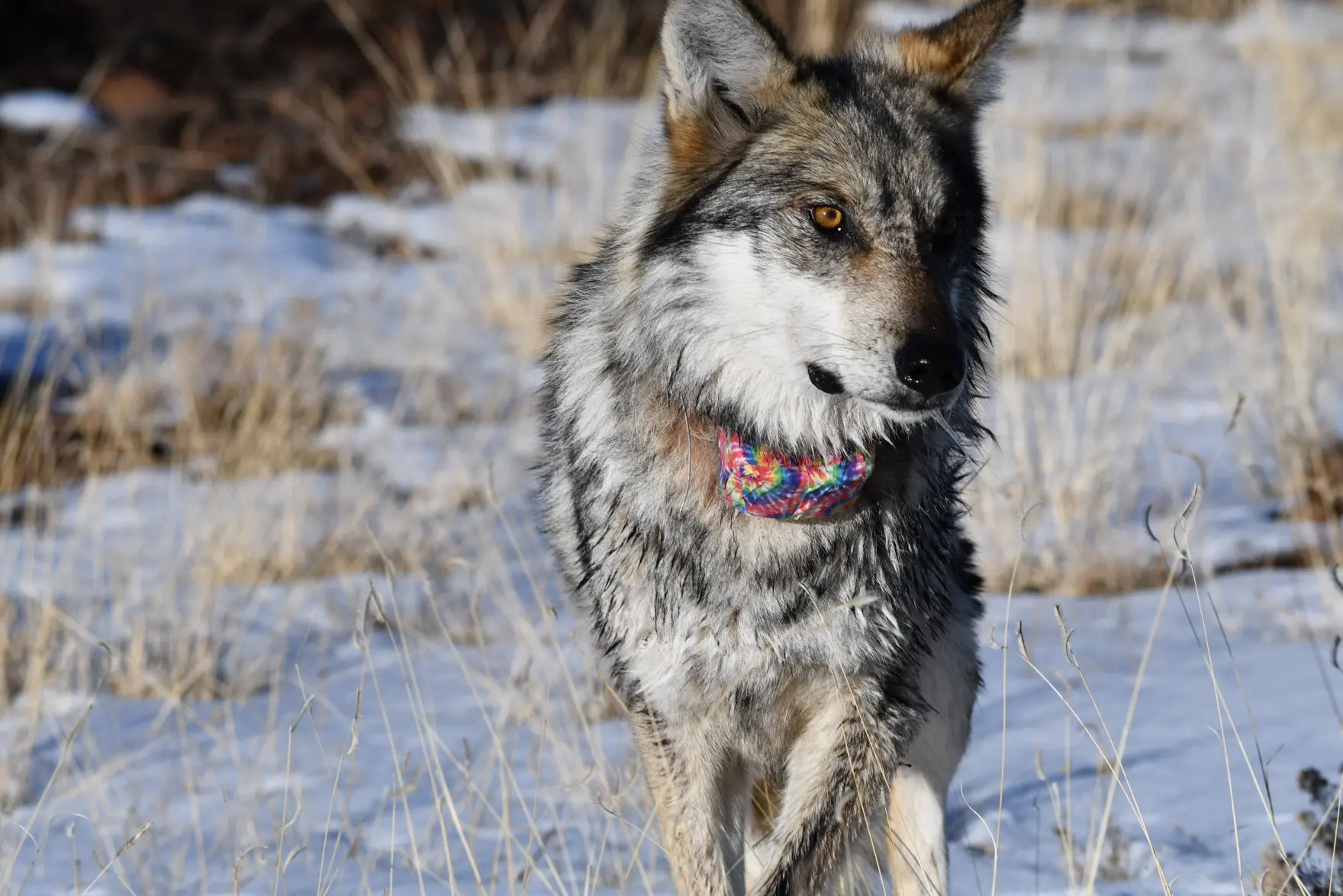 The debate about Mexican wolves is loud, but their economic impact is surprisingly small
