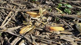 The Diverse Corn Belt project hopes to engage with hundreds of farmers in Indiana, Iowa and Illinois to find out the best ways to diversify what they grow.