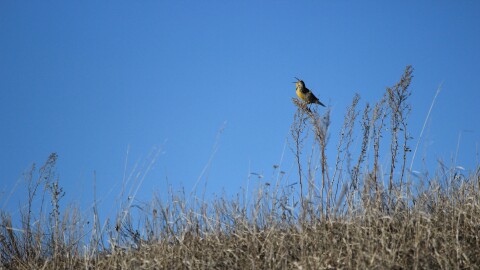 Western Meadowlark