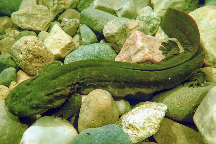 For the first time in decades, biologists with the Indiana Department of Natural Resources have spotted a young hellbender along southern Indiana’s Blue River. (FILE PHOTO: An adult Eastern hellbender salamander. Courtesy of the Williams Lab/Purdue University Department of Forestry and Natural Resources)