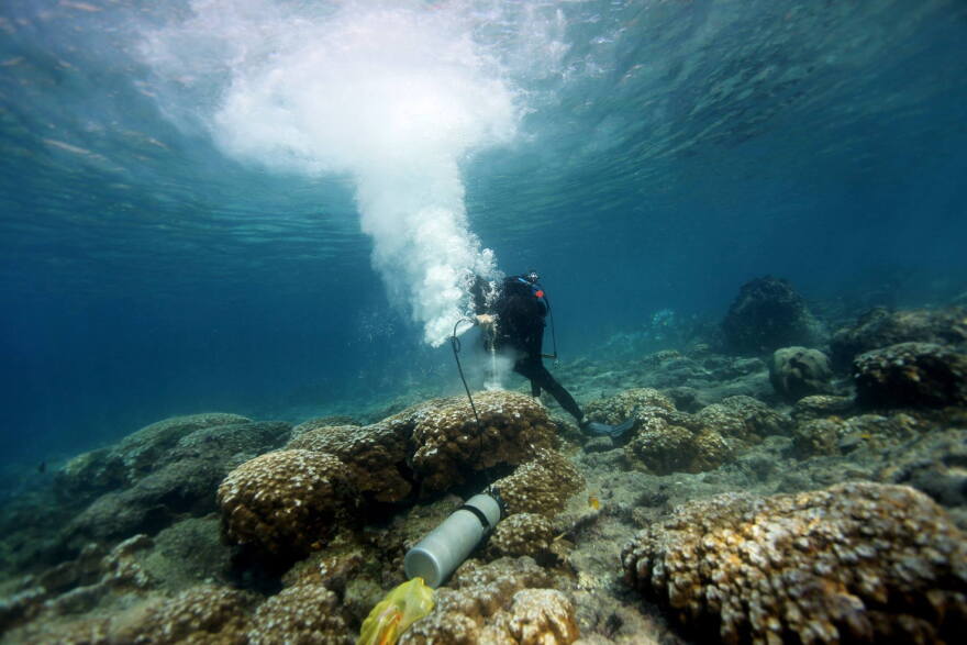 A NOAA scientist takes a coral sample in the Galapagos Islands. The process does not injure the colony, which grows back.