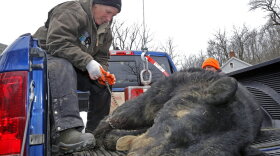FILE – In this Dec. 8, 2014, file photo, Kim Tinnes, with New Jersey's Division of Fish and Wildlife, examines a 346-pound male bear brought for check-in on the first day of a state-sponsored bear hunt to the Whittingham Wildlife Management Area in Fredon, N.J. New Jersey's firearm-only black bear hunting season scheduled from Monday through Saturday, Dec. 4 to 9, 2017, may be the state's last for some time, since Democratic Gov.-elect Phil Murphy has said he plans to impose a moratorium on the hunts. (AP Photo/Mel Evans, File)