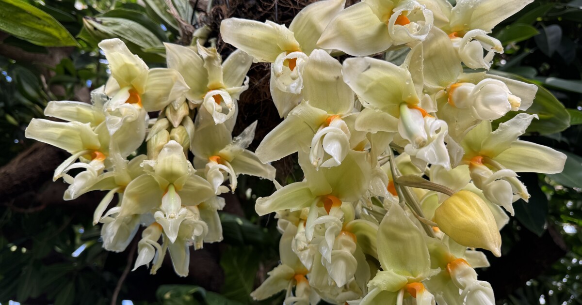 A fleeting fragrance: Orchids bloom for only days at Pittsburgh's Phipps