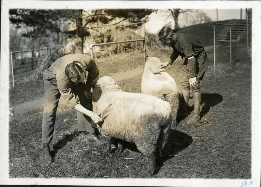 Historical photo of sheep