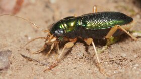 Tetracha carolina