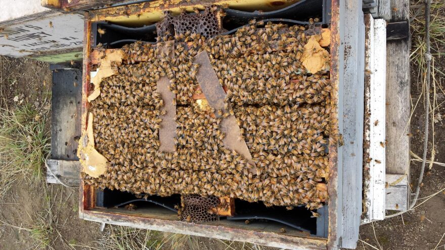 Seen up close, honey bees cluster in large numbers at Olson Honey. Photo credit: Matthew Shakespear / Olson Honey