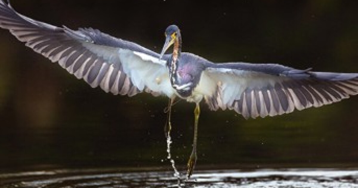 Drought devastated wading bird nesting season in Everglades National Park