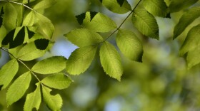 Ash tree leaves