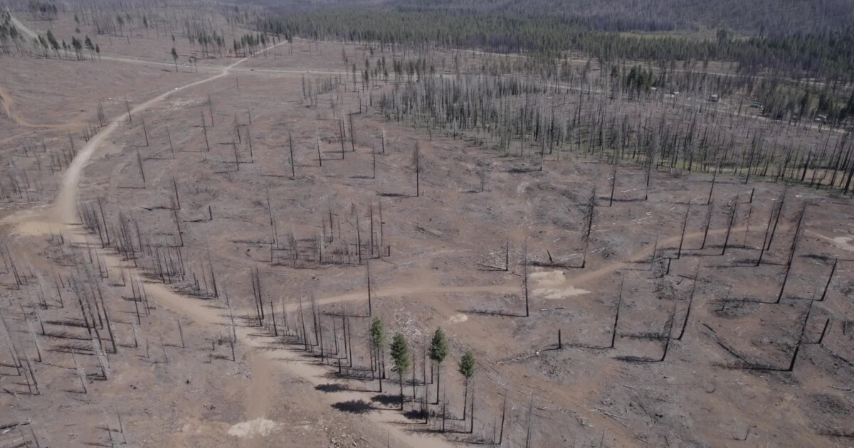 US Forest Service is spraying glyphosate in California forests