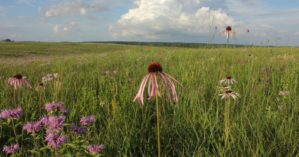 Keeping it local with the Missouri Prairie Foundation