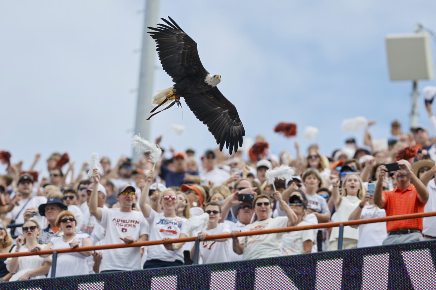 Fans cheer as Independence, a bald eagle from the Auburn University Raptor Center, flies around Jordan-Hare Stadium prior to an NCAA football game between Massachusetts and Auburn on Saturday, Sept. 2, 2023, in Auburn, Ala. (AP Photo/Stew Milne)