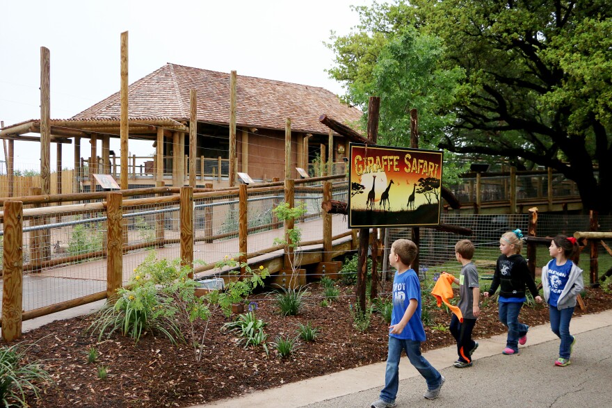 (Photo by Joy Bonala) The New Giraffe Safari exhibit opens Saturday, April 23, 2016. Zoo directors believe the $3.8 million expansion will attract up to 20,000 more visitors per year, many of which will come from outside of Abilene. 