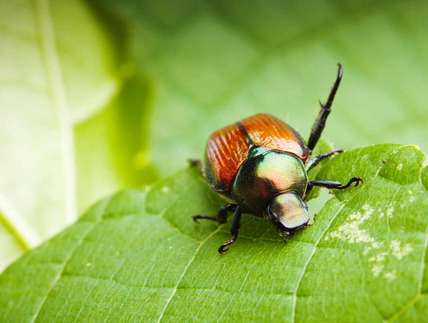 Japanese Beetle on a leaf