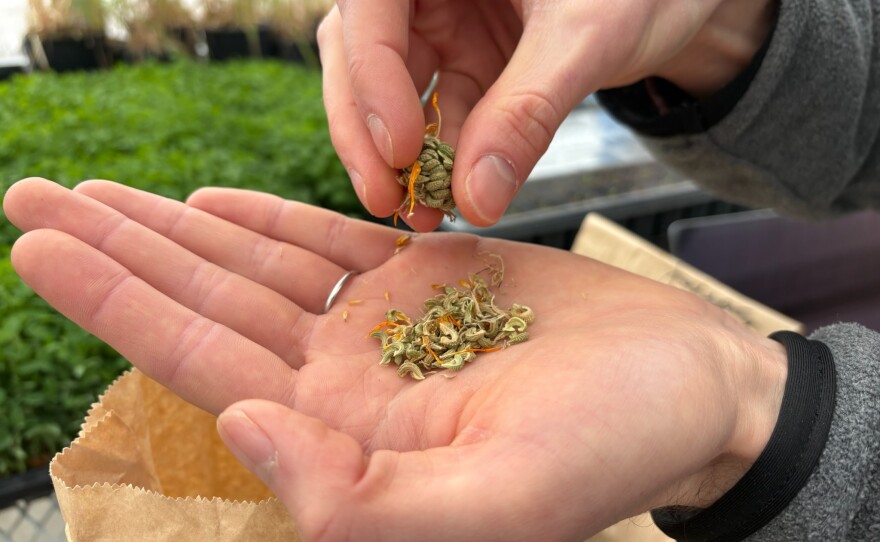 Calendula seeds are conveniently C-shaped... easy to remember! Save and dry the flowers in the fall to start from your own seeds the following spring. (Photo: Ellie Katz/IPR News)