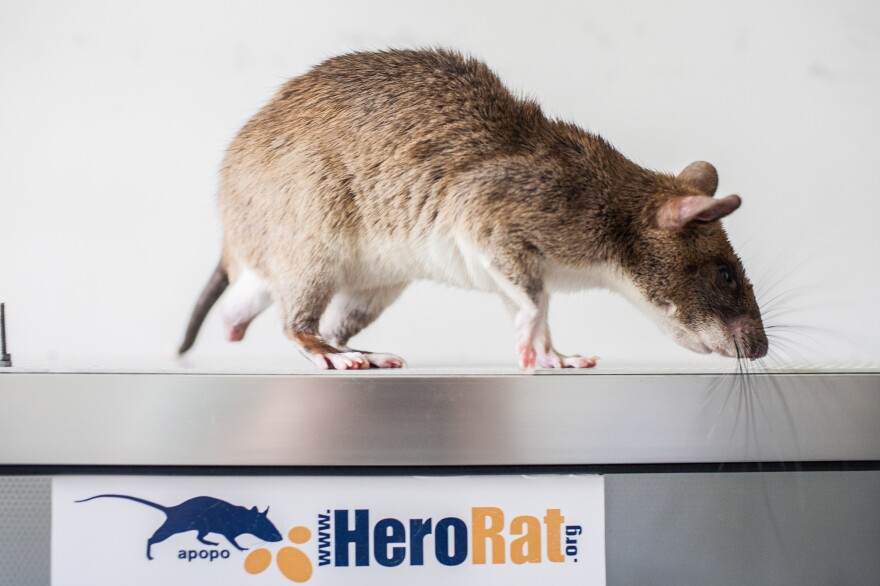 Chewa is one of 29 "HeroRATS" trained to detect TB in sputum at the APOPO lab in Tanzania. The reward for a job well done: a bit of banana.