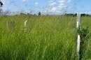 A cemetery in Ohio contains a fragment of \"big blue stem\" prairie. At the time of the Lewis & Clark expedition, these tall grasses rolled across much of the nation's undeveloped midsection. (photo: Jim McCormac)
