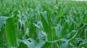 This year 83 percent of farmed acres carried revenue insurance.