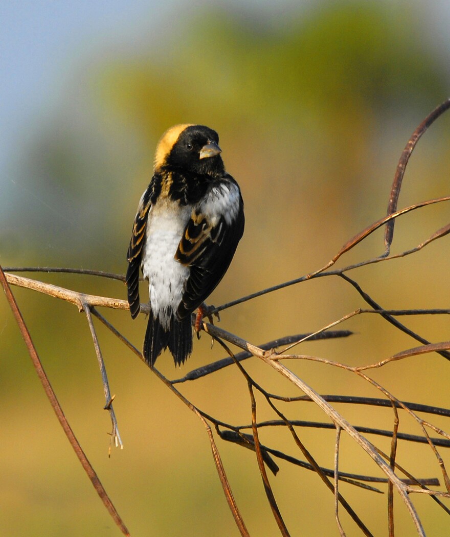 A male Bobolink in full breeding plumage at the Lake Woodruff National Wildlife Refuge in Florida.