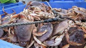 Dungeness crab being unloaded at the Quinault Indian Nation docks in Westport, Washington.