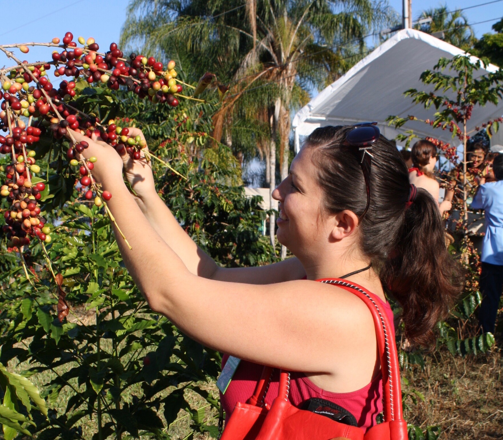 Kona Coffee Cultural Festival 2025