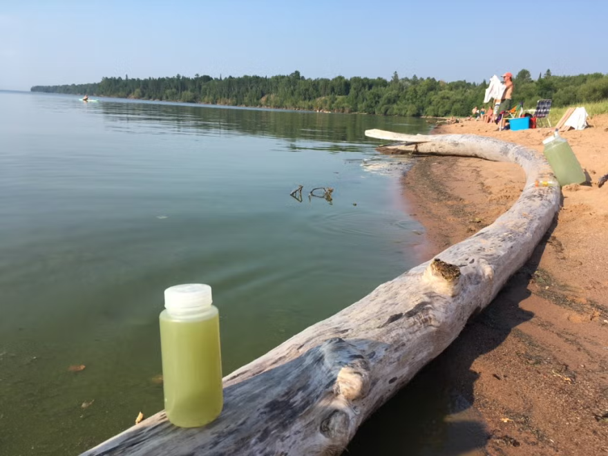 A bloom stretched roughly 50 miles along Lake Superior’s south shore in 2018.