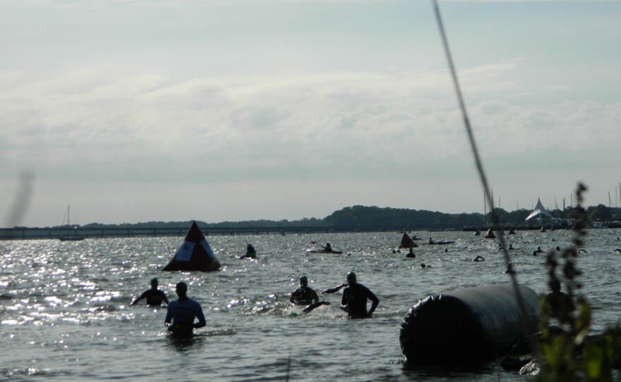 Swimmers emerge from the Choptank.