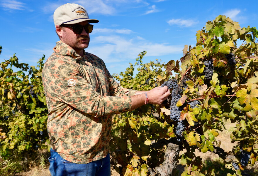 Kyle Collins, a manager at Allied Grape Growers, looks at wine grapes in an abandoned vineyard in Lodi, Calif., Sept. 10, 2026.