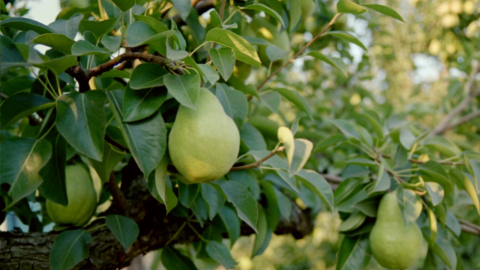 Bartlett pears suck up the last bit of energy from their trees just ahead of harvest near Hood River, Oregon, in August 2018.