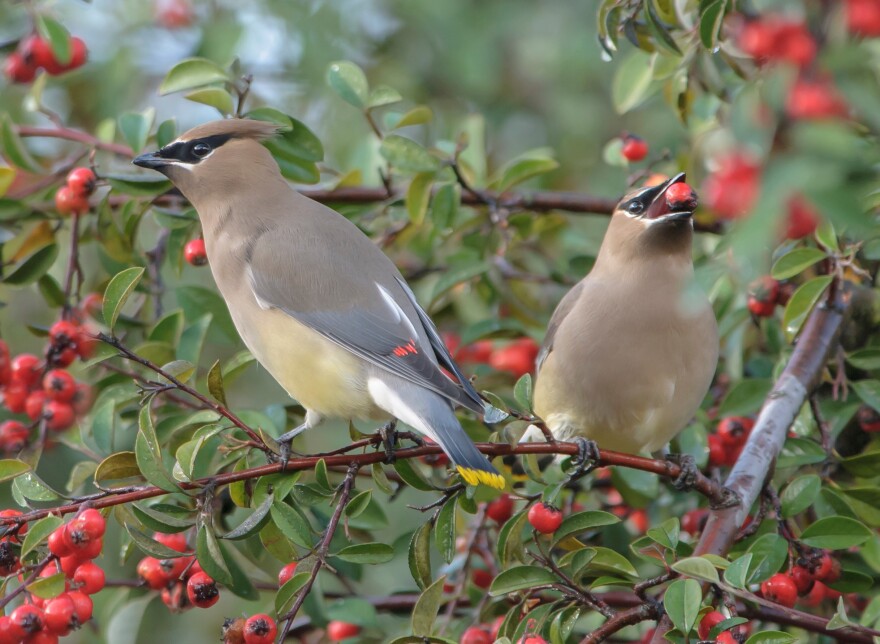 cedar-waxwings-pair-1sc7yx8.jpg