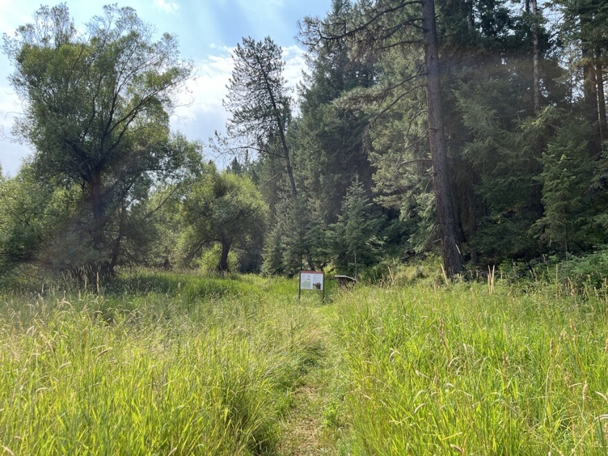 An unpaved trail is pictured in the middle of the photo. In the background, large evergreen trees are pictured. Tall grasses surround the unpaved trail.