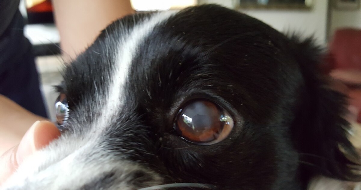 Little Fire Ants Could Be Linked To Pet Blindness Hawai I Public Radio