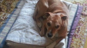 Due to fears of Ebola, Excalibur, the pet of a nurse assistant infected with the virus in Madrid, was euthanized as a precautionary measure.