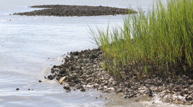 Oysters along a local shoreline. (Photo courtesy of Chesapeake Bay Foundation)