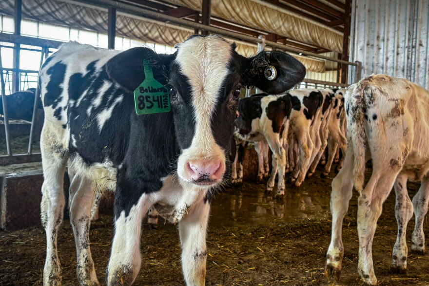 Dairy Calf on Hidden Valley Artisan Cheese. Russ Kohler is turning to automated calf feeders to reduce labor shortage woes.