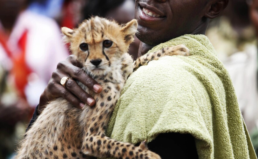 <strong>On Your Mark: </strong>Olympic champion sprinter Usain Bolt holds a three-month-old cheetah cub that he named Lightning Bolt, after adopting the cub at the headquarters of the Kenyan Wildlife Service in 2009. Researchers studying cheetah movements found the animals had incredible acceleration — four times more than that of Bolt's world record run.
