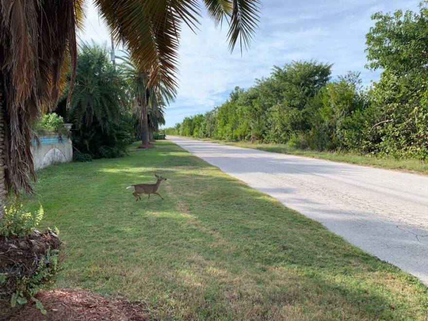 Miami Key Deer on side of the road