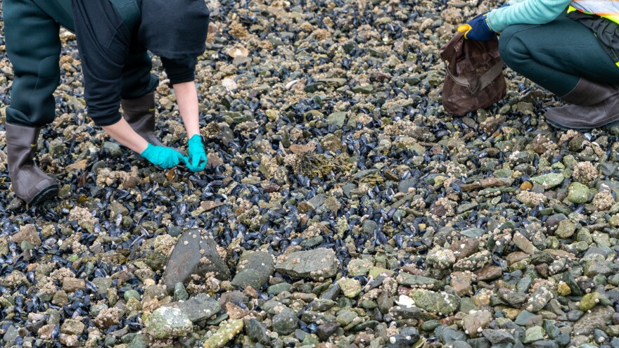 Scientists collect mussels from the Dutch Harbor Spit in May 2024 for research on reintroducing blue mussels as a safe food source.