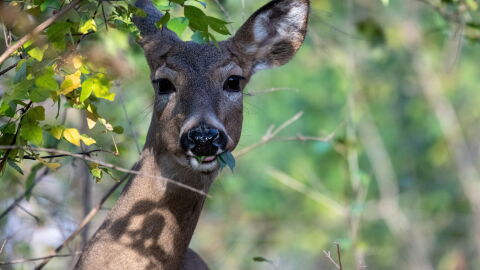 A white-tailed deer in the woods.