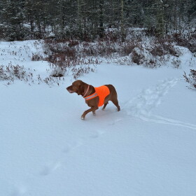 Ole, Kemp Station’s number one pup, enjoys a walk without mosquitoes.